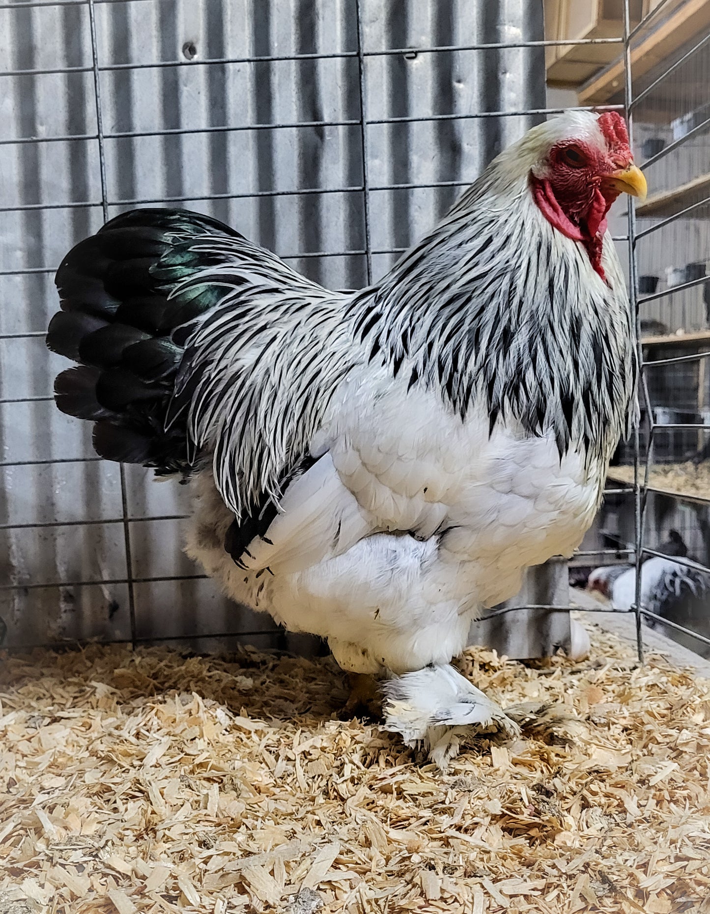 Light Brahma Bantam