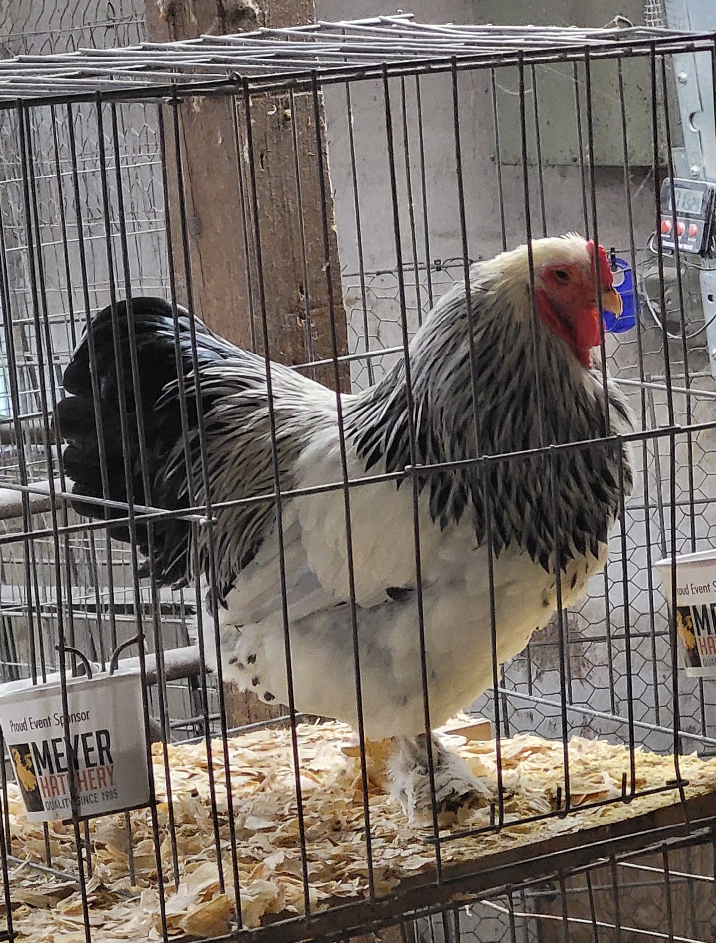 Light Brahma Bantam