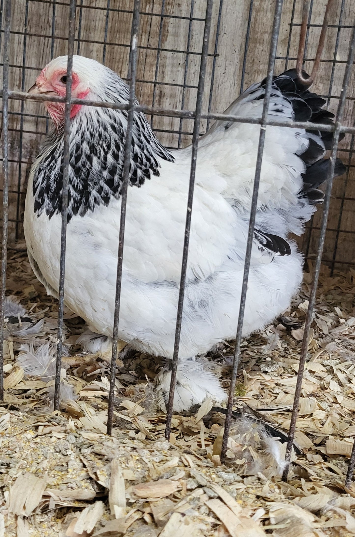 Light Brahma Bantam