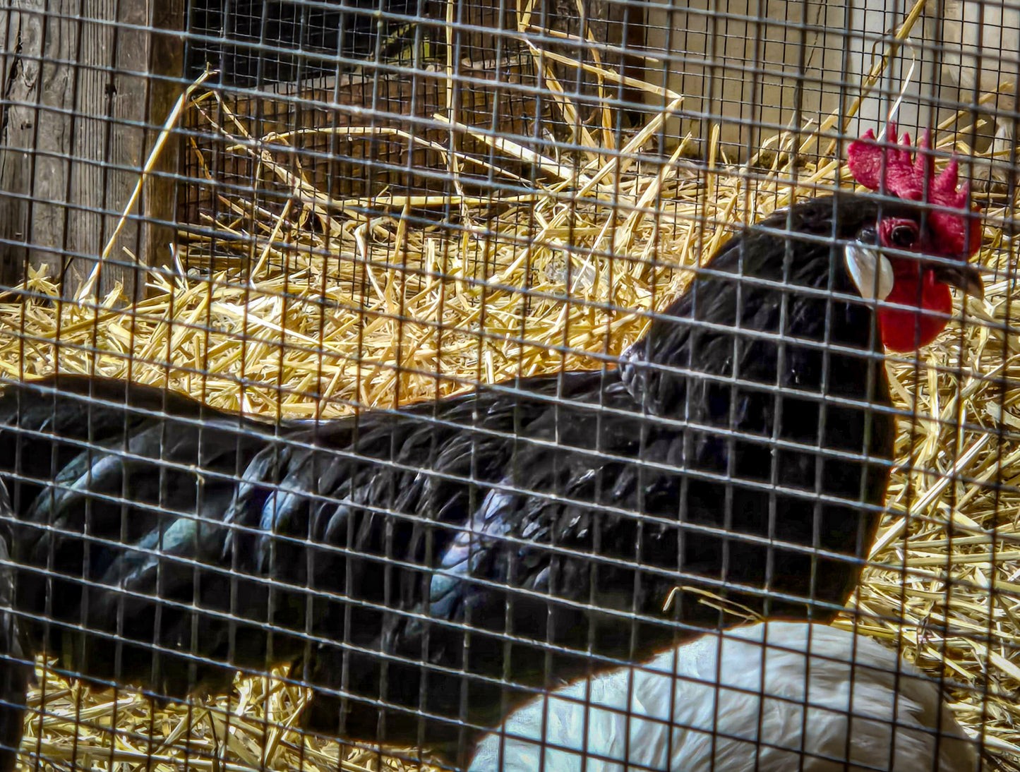 Black Minorca Bantam