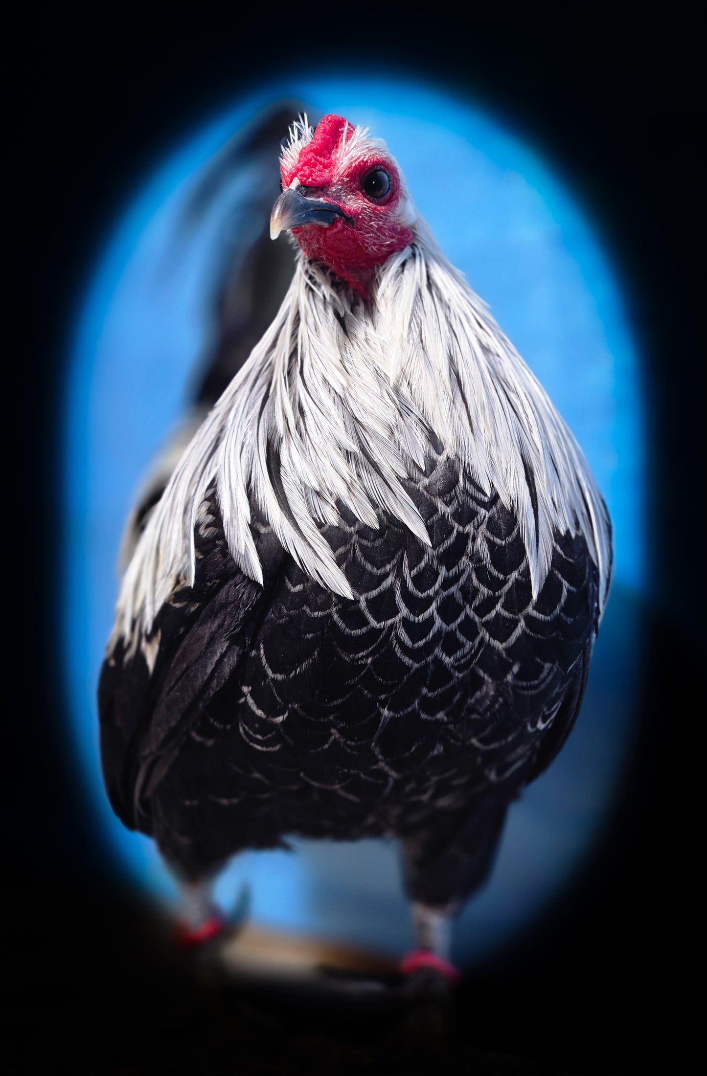 Birchen Old English Bantam