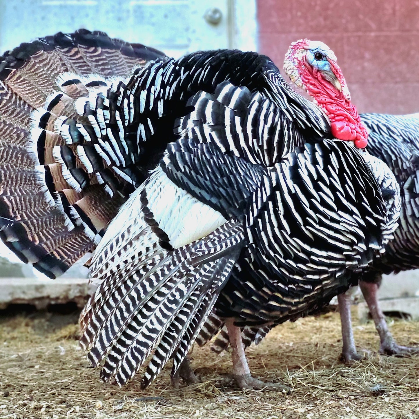 Narragansett - Heritage Turkeys