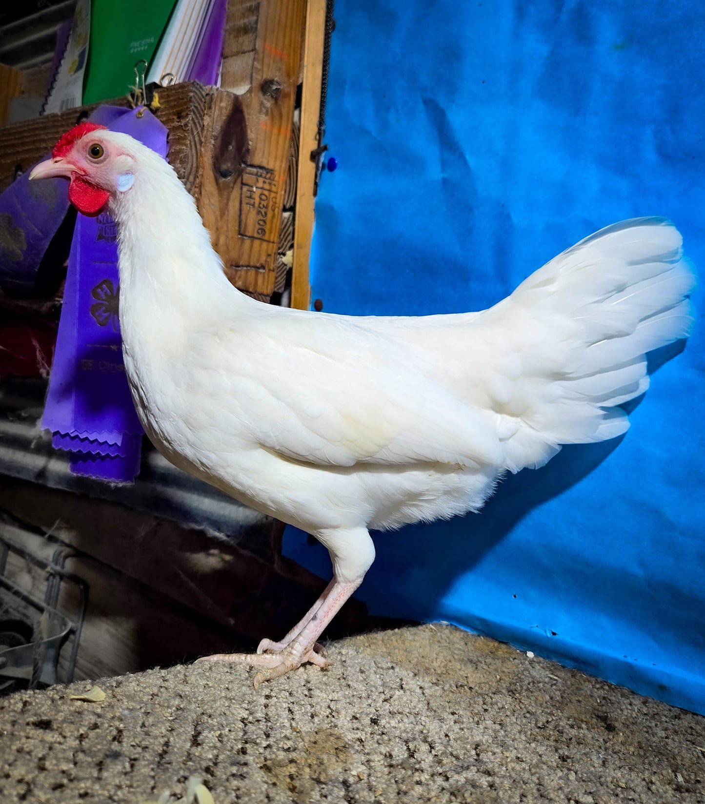 White Minorca Bantam