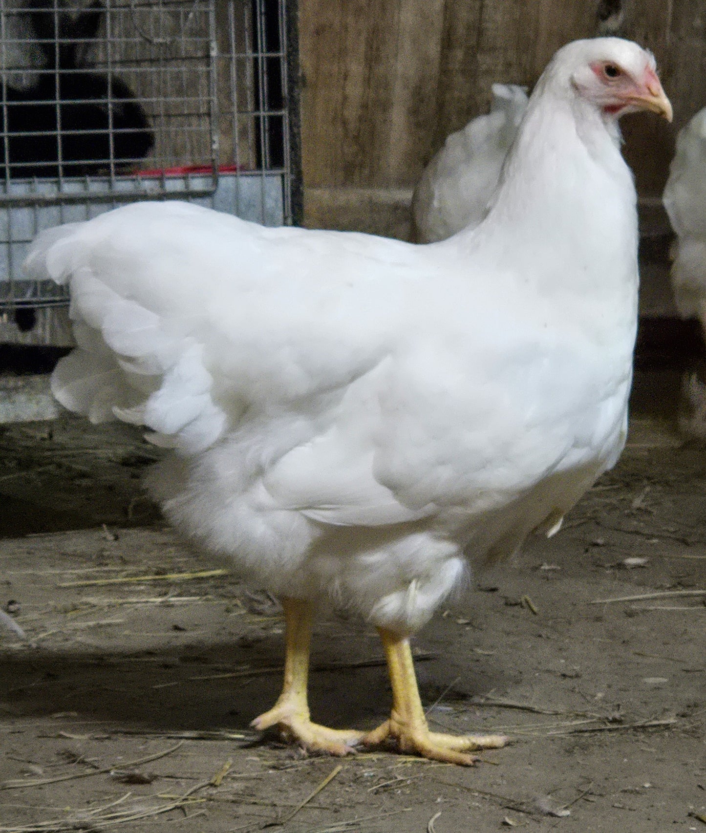 White Plymouth Rock Large Fowl