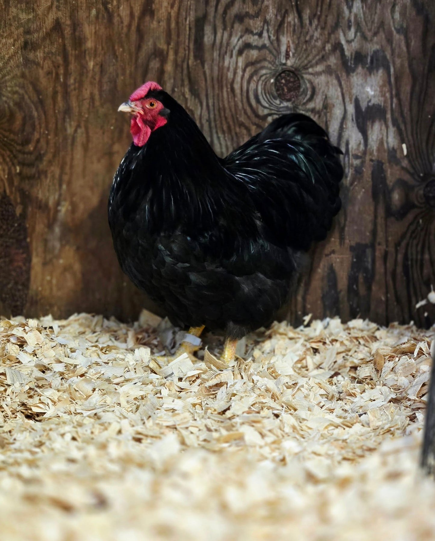 Black Wyandotte Bantam