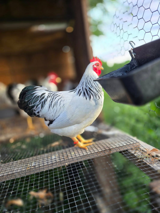 Columbian Plymouth Rock Bantam
