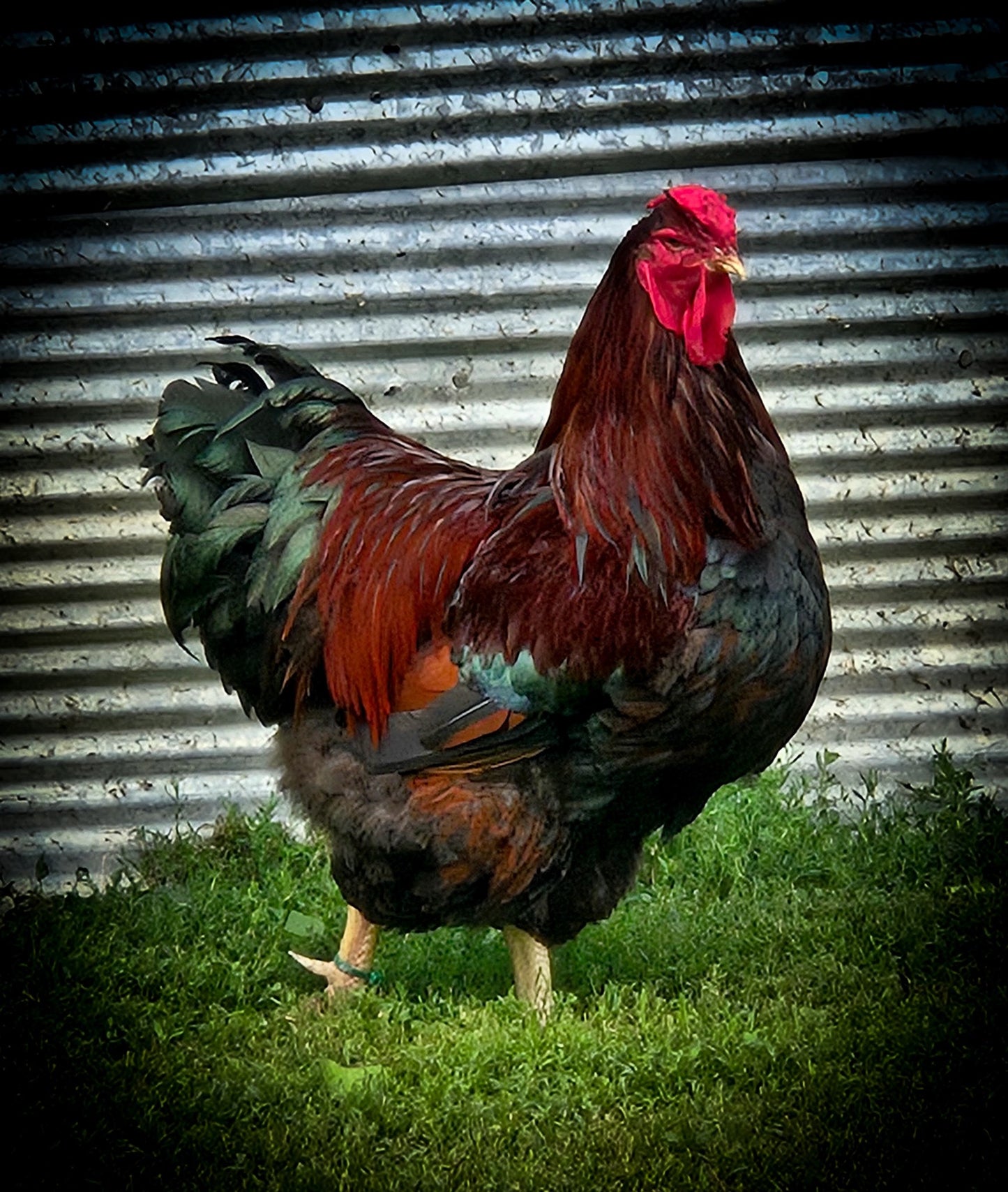 Partridge Wyandotte Large Fowl
