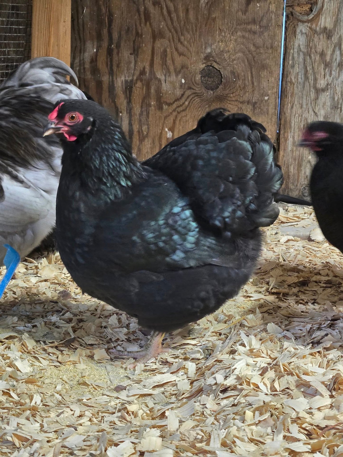Black Wyandotte Bantam