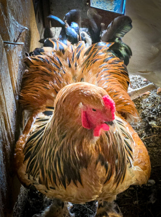 Buff Brahma Large Fowl
