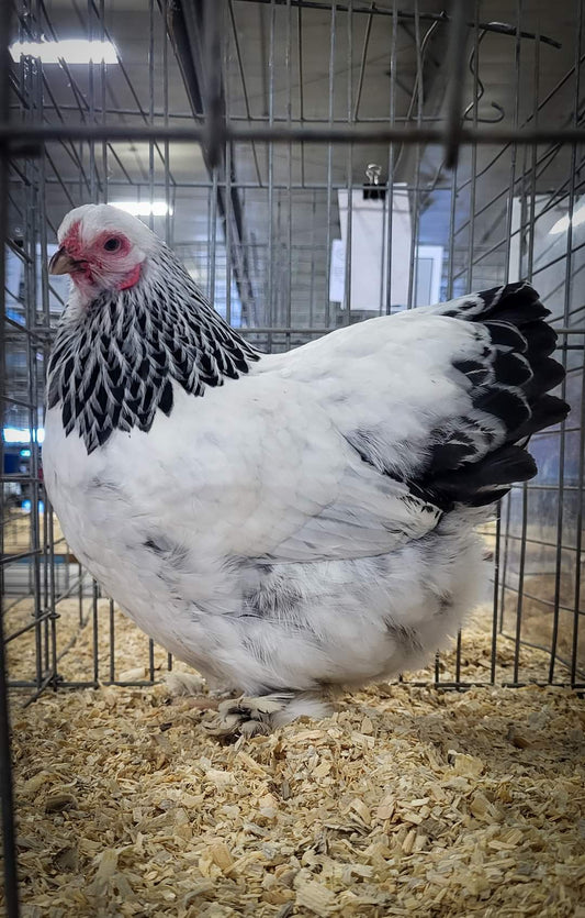 Light Brahma Bantam