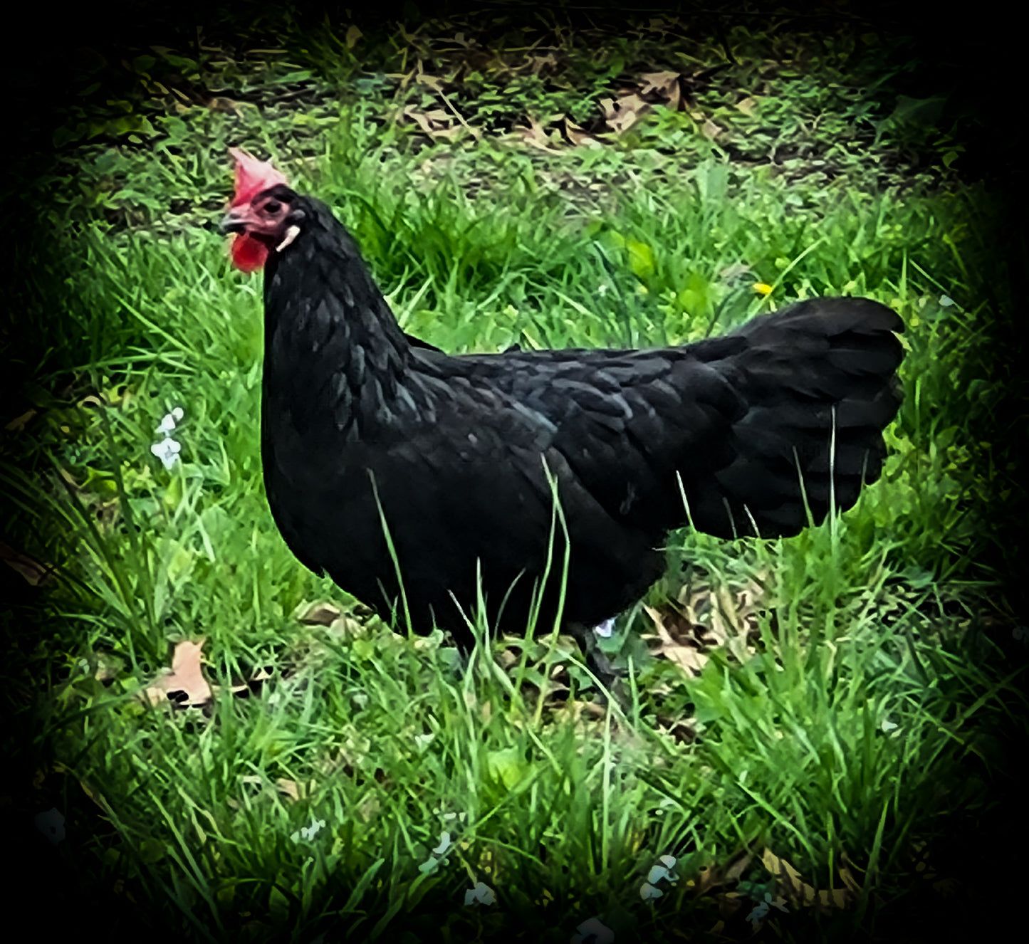 Black Minorca Large Fowl