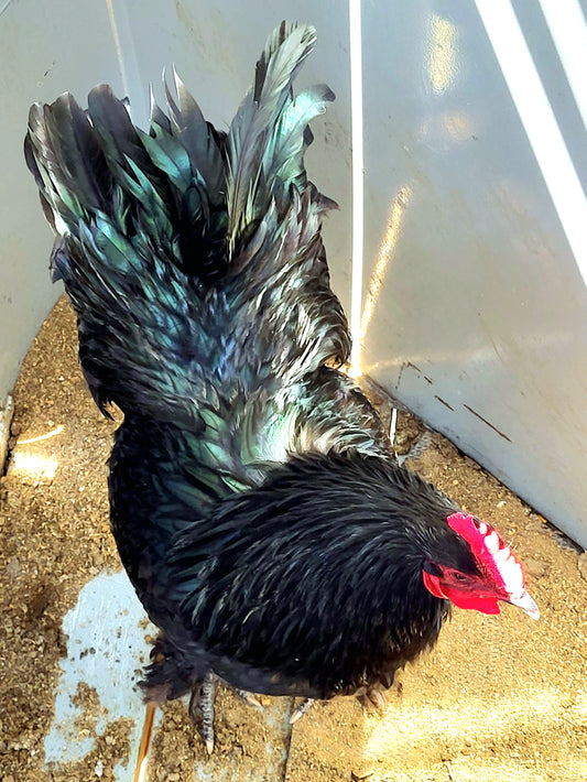 Black Langshan Large Fowl