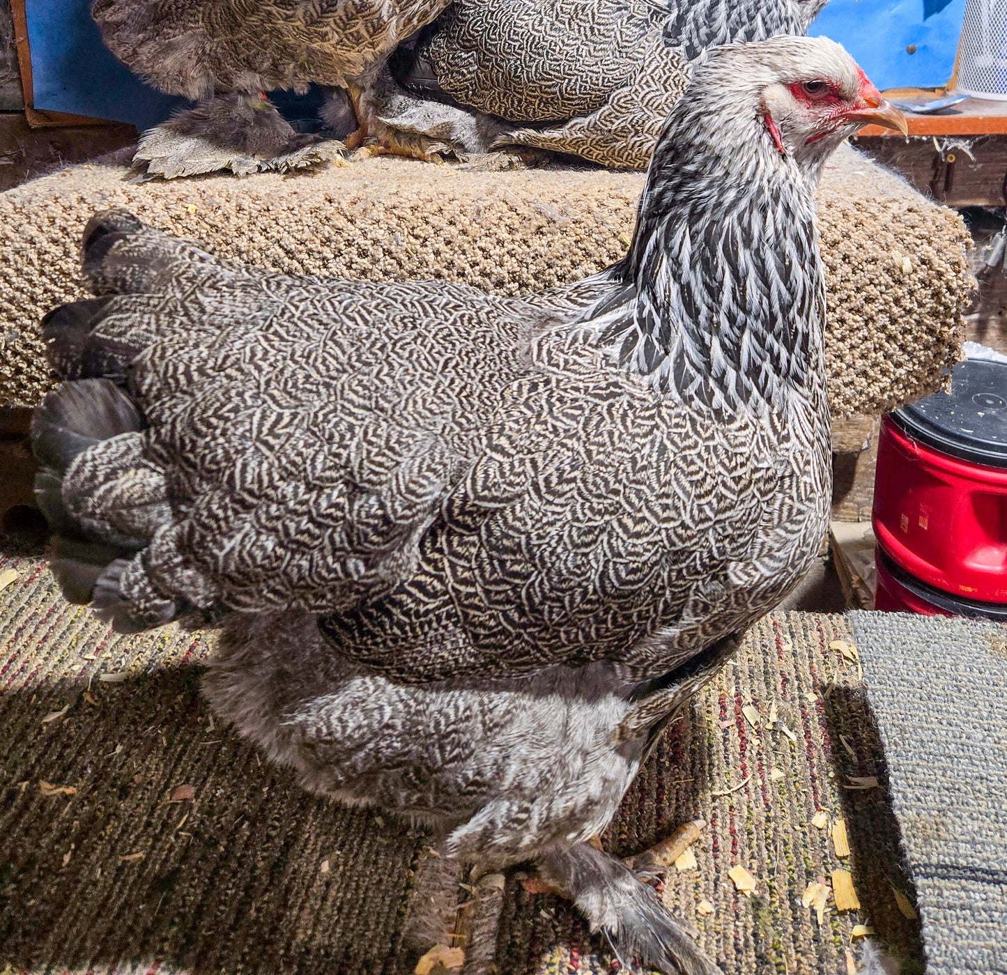 Dark Brahma Large Fowl