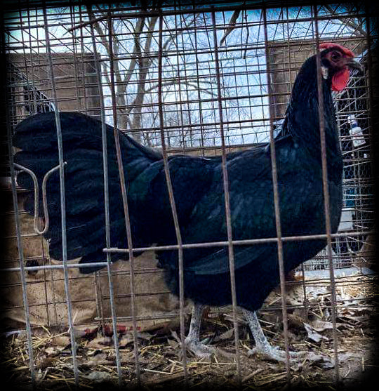 Black Minorca Large Fowl