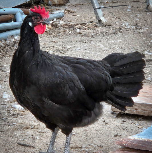 Black Minorca Large Fowl