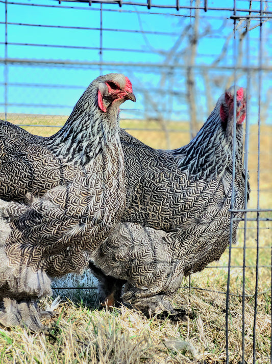 Dark Brahma Large Fowl