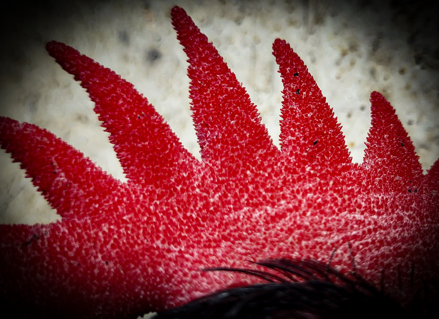 Black Minorca Large Fowl