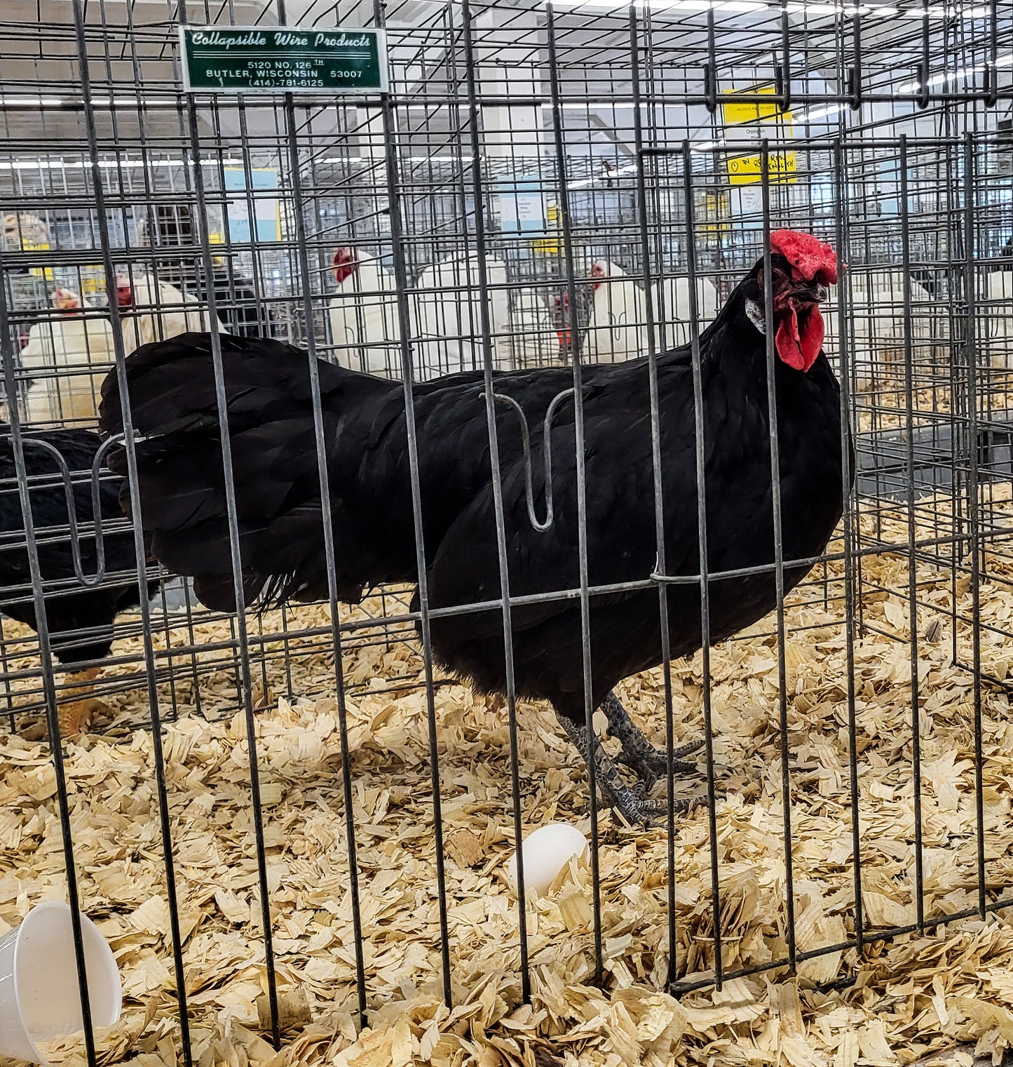Black Minorca Large Fowl