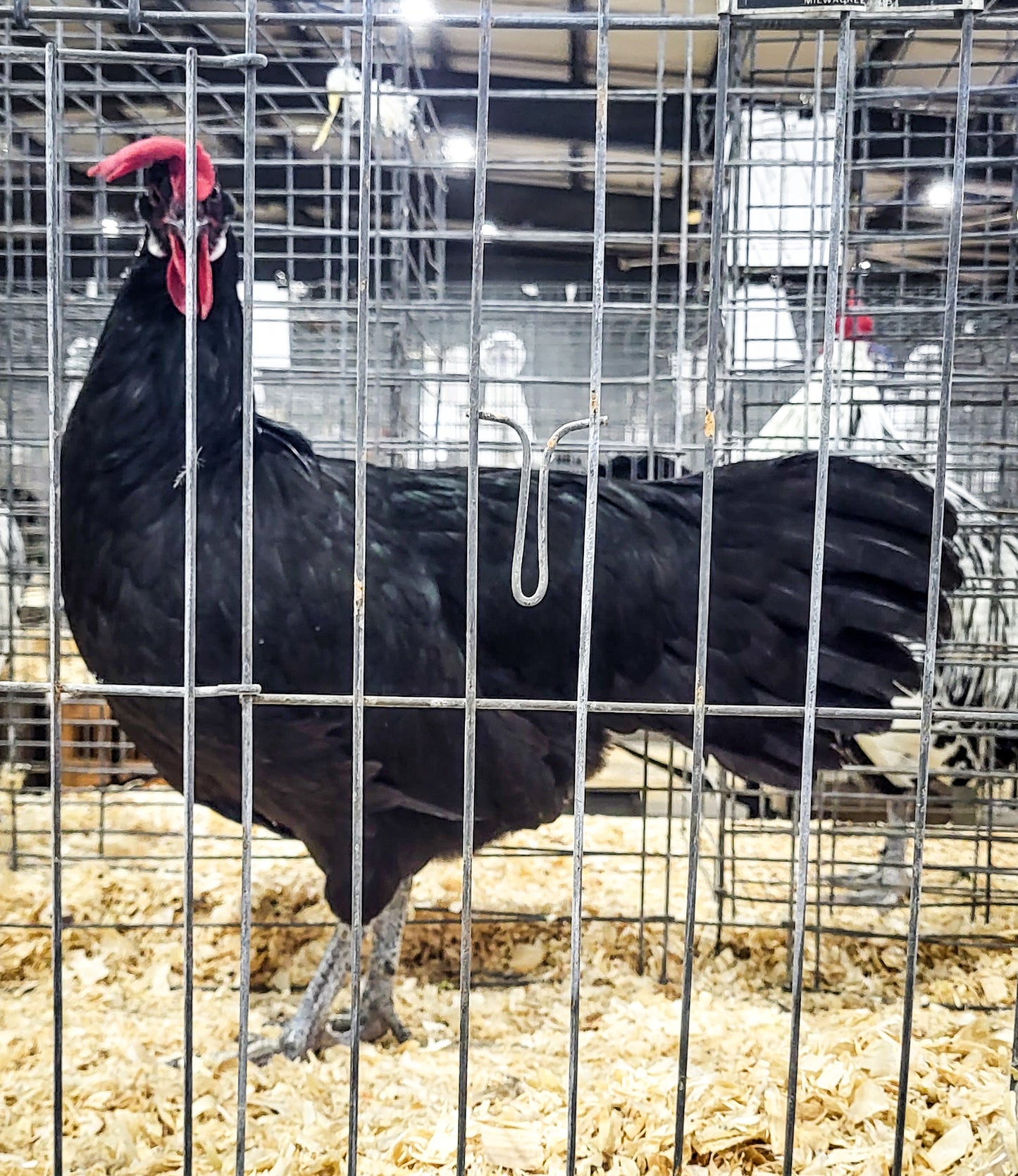 Black Minorca Large Fowl