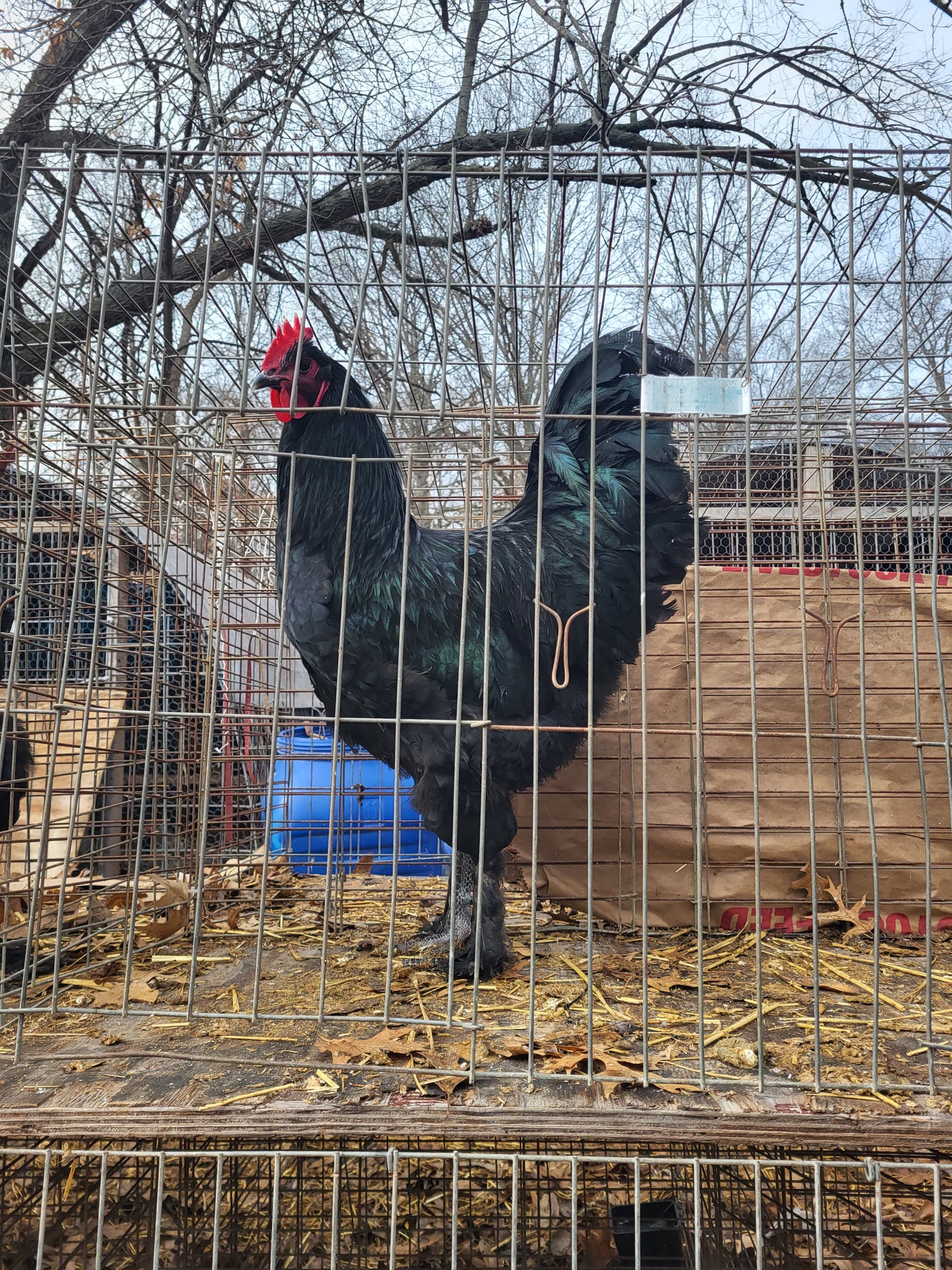 Black Langshan Large Fowl