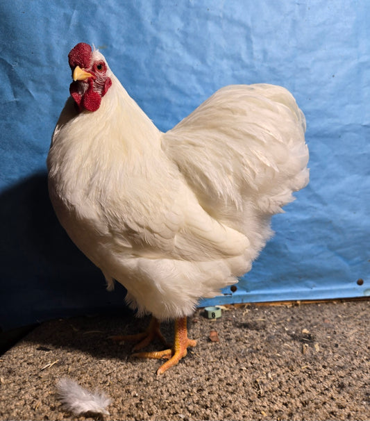 White Wyandotte Bantam