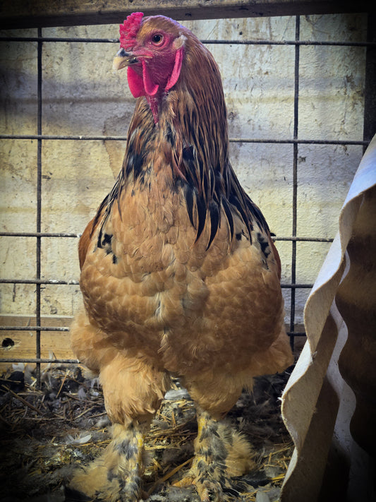 Buff Brahma Large Fowl