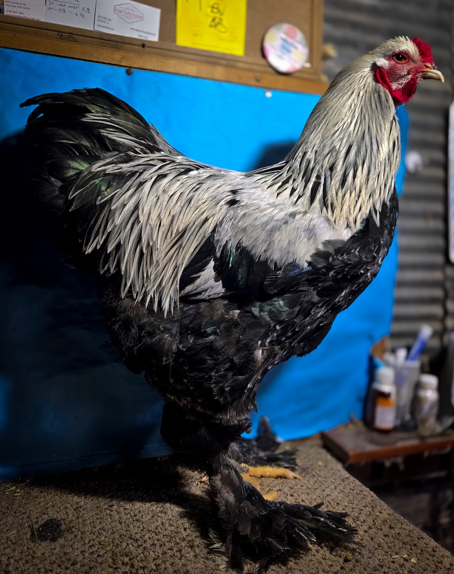 Dark Brahma Large Fowl