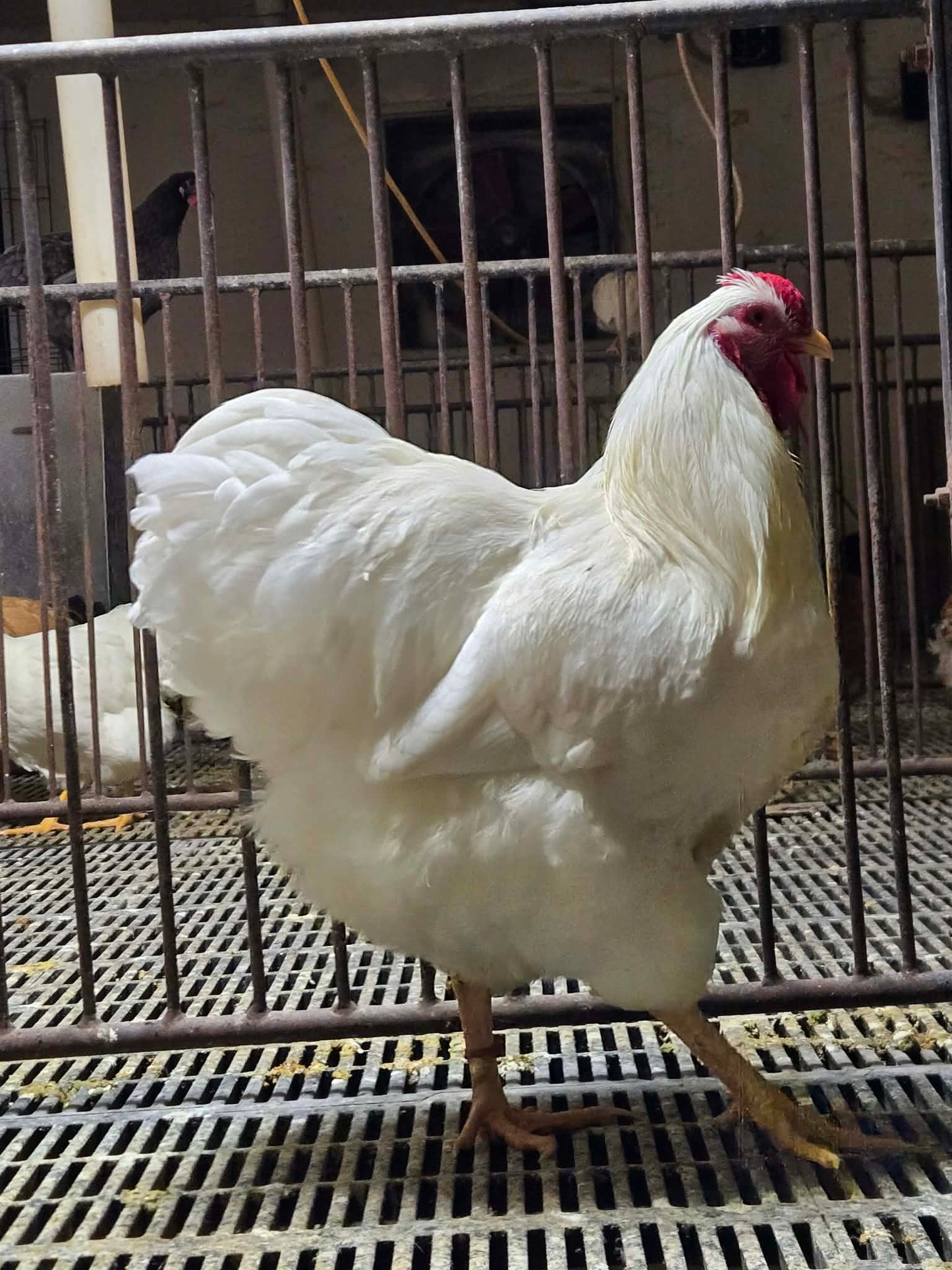 White Wyandotte Large Fowl