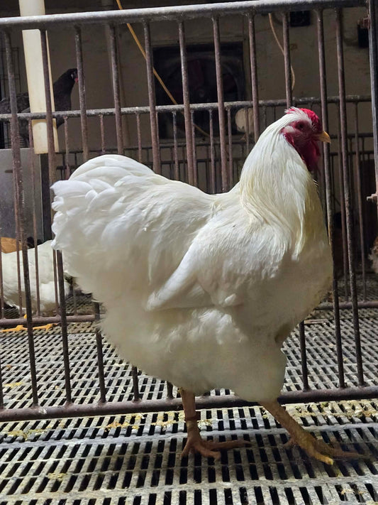 White Wyandotte Large Fowl