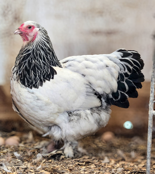 Light Brahma Large Fowl