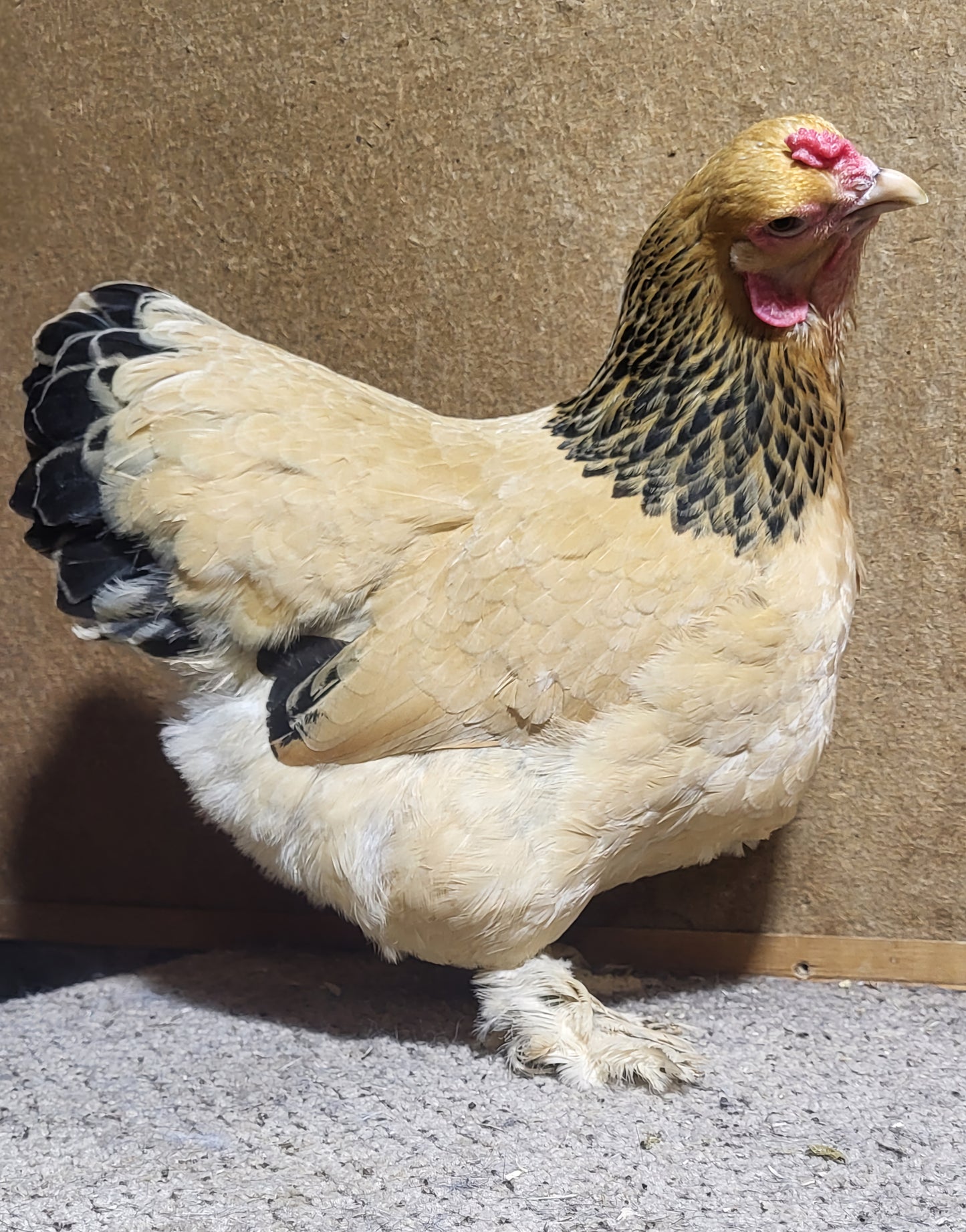 Buff Brahma Bantam