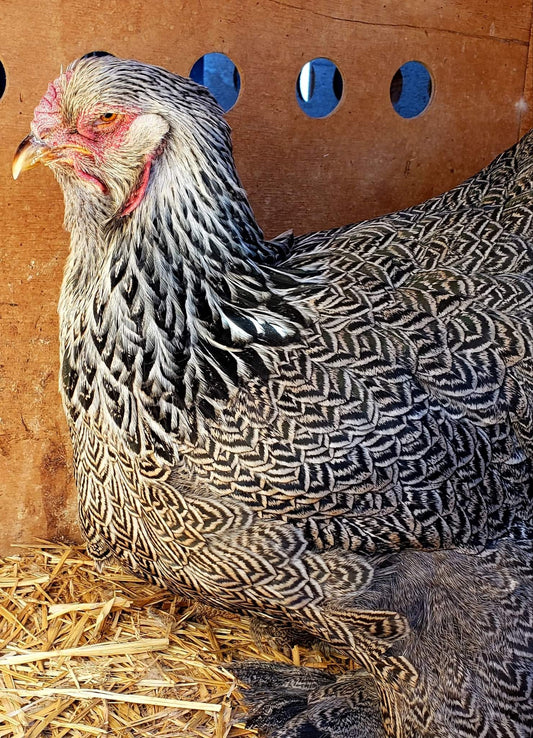 Dark Brahma Large Fowl