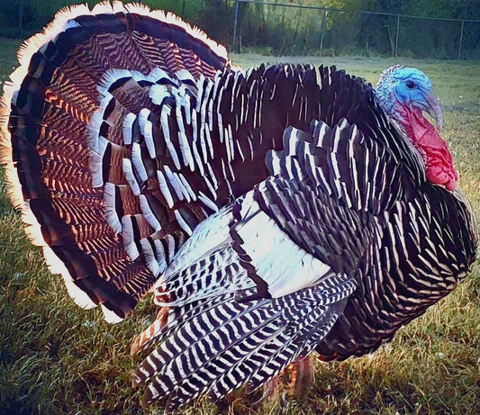 Narragansett - Heritage Turkeys