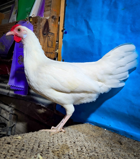 White Minorca Bantam