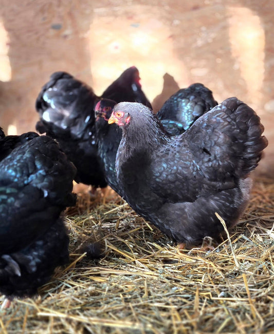 Chocolate Wyandotte Bantam