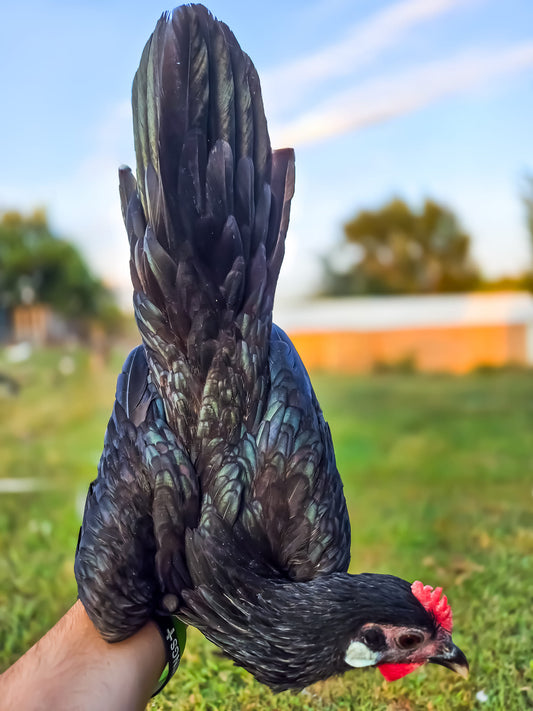 Minorca Bantam - Black, White, Paint ( Rose combed & Single combed )