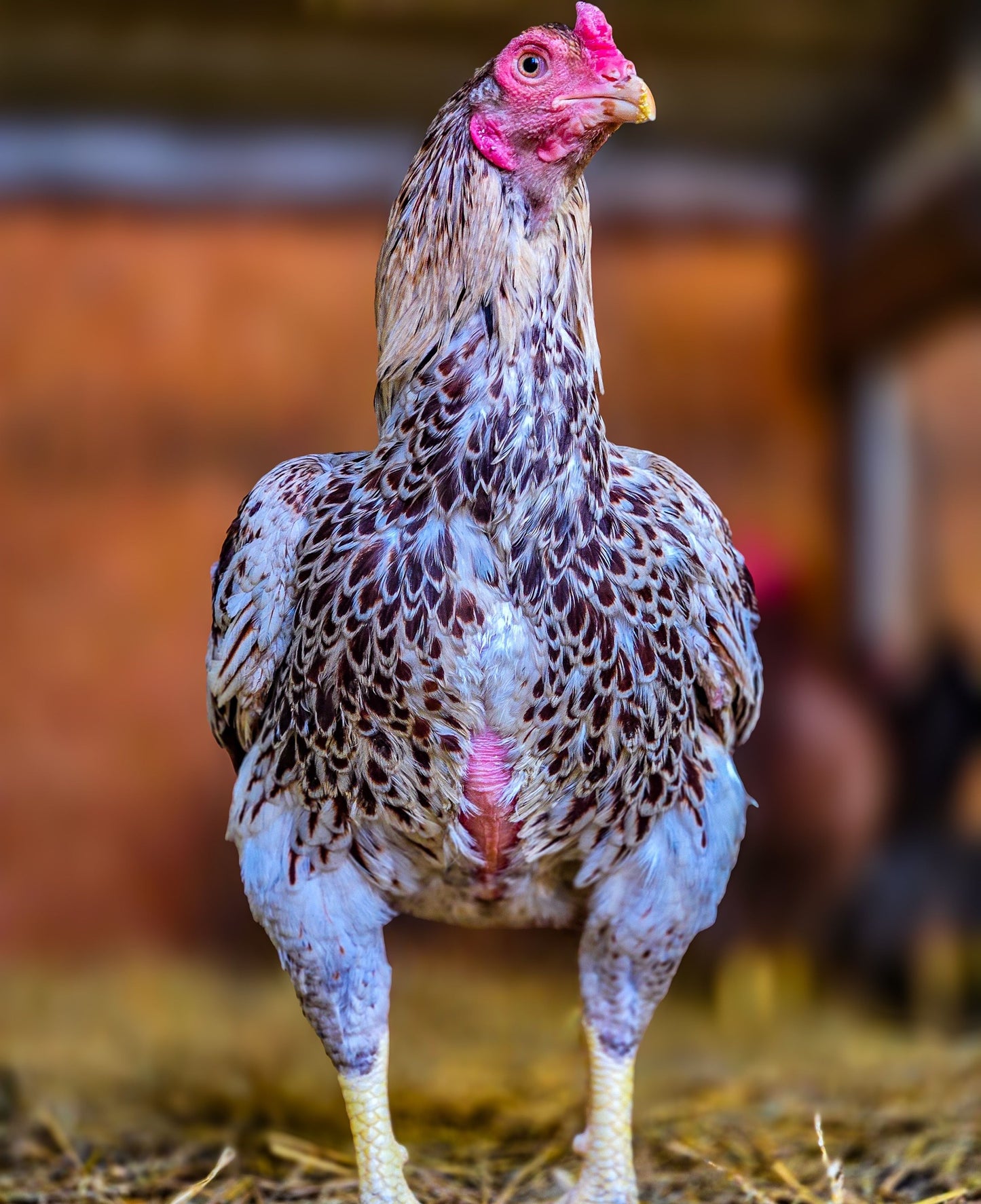 White Laced Red Cornish Large Fowl