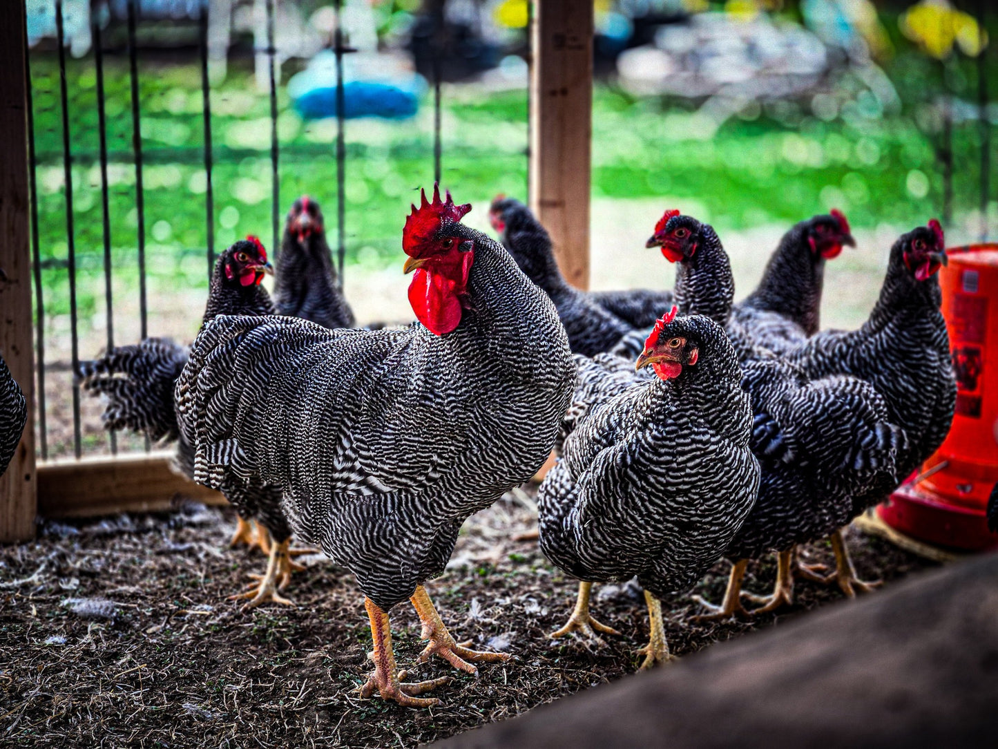Barred Plymouth Rock Large Fowl