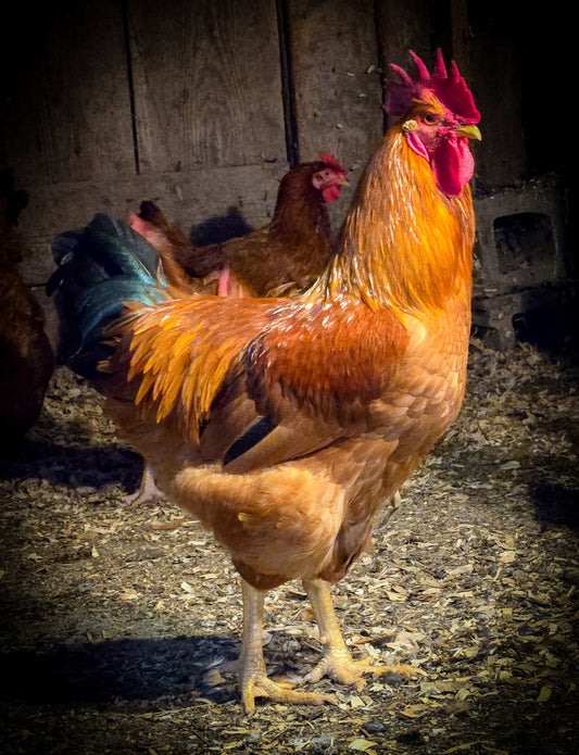 New Hampshire Large Fowl