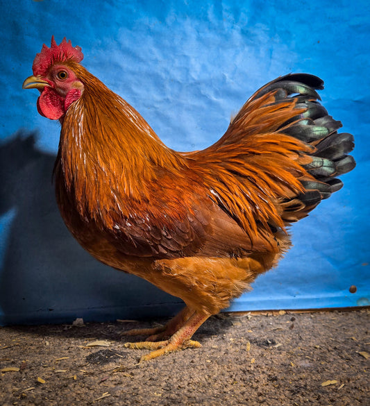 New Hampshire Bantam