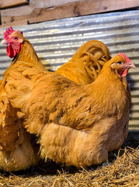 Buff Orpington Large Fowl