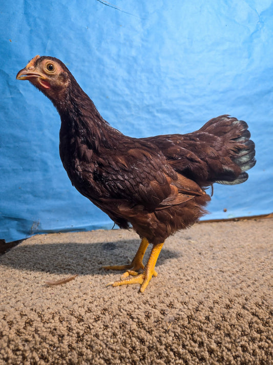 Rhode Island Red Bantam