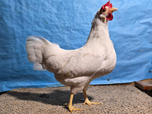 White Leghorn Bantam