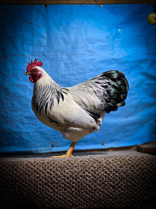 Columbian Plymouth Rock Bantam