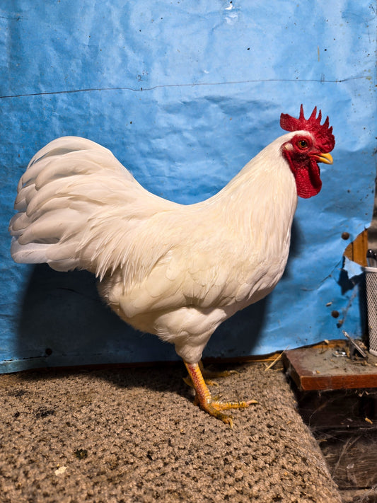 White Rock Bantam