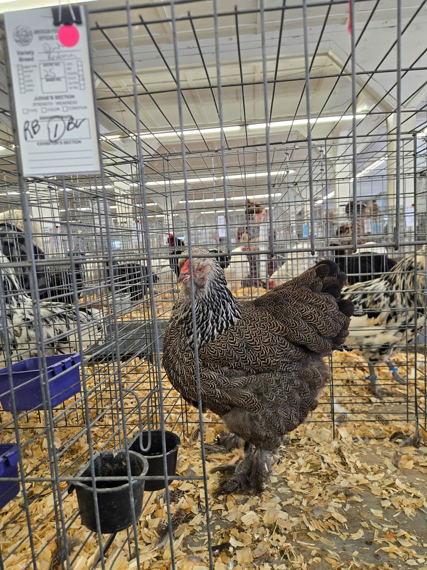 Dark Brahma Large Fowl