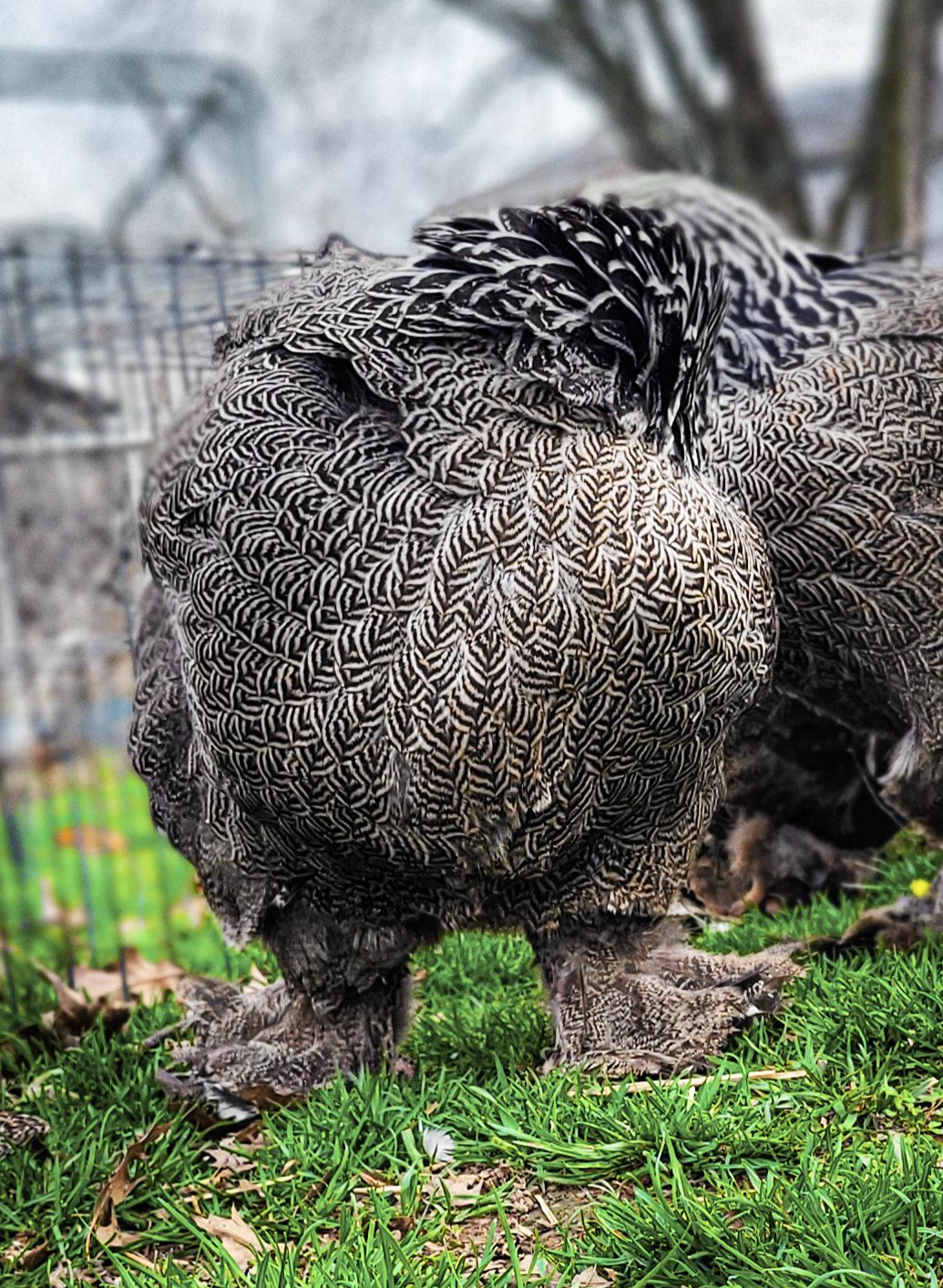 Dark Brahma Large Fowl