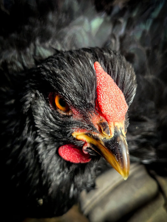 Black Wyandotte Bantam