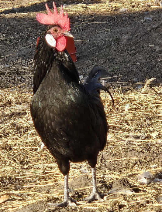 Black Minorca Bantam