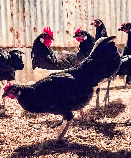 Black Minorca Bantam
